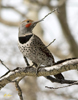 Northern Flicker Red -shafted male